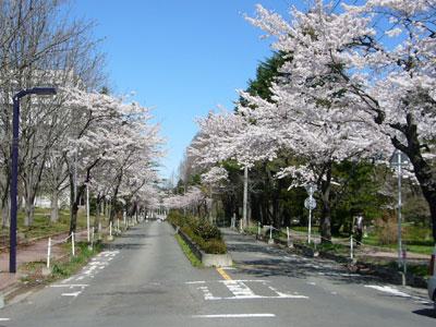 中善並木の桜